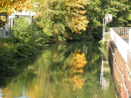  reflets des arbres dans la rivière
